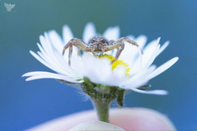 Обои картинки фото животные, пауки, макро, фон, глаза, паук