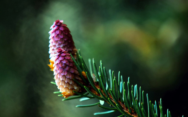 Обои картинки фото природа, шишки,  жёлуди,  каштаны