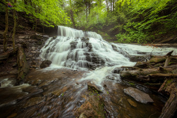 Картинка природа водопады лес водопад пенсильвания каскад коряги pennsylvania ricketts glen state park парк штата рикетс глен mohawk falls