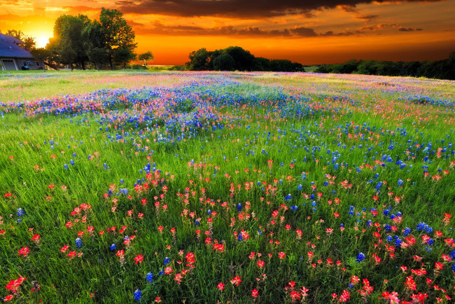Обои картинки фото природа, луга, закат, луг, цветы