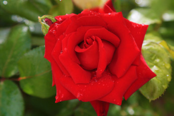 Картинка цветы розы алая роза макро капли