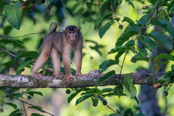 Картинка животные обезьяны обезьяна