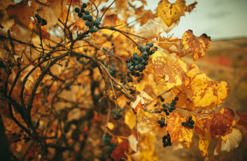 Картинка природа ягоды +виноград виноград