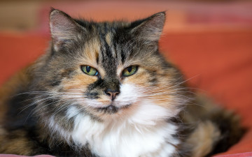 Картинка животные коты кот кошка