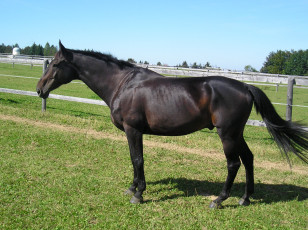 Картинка животные лошади