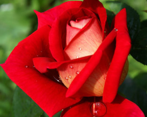 Картинка цветы розы