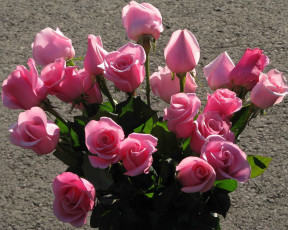 Картинка цветы розы