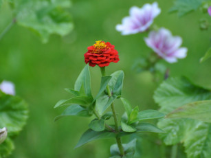 Картинка цветы цинния