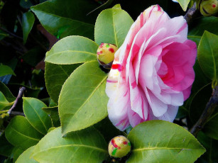 Картинка цветы камелии