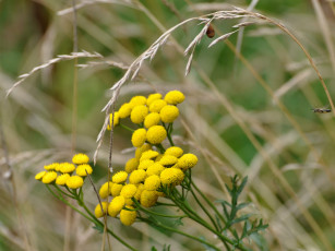 Картинка цветы луговые полевые