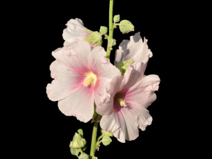 Картинка цветы мальвы