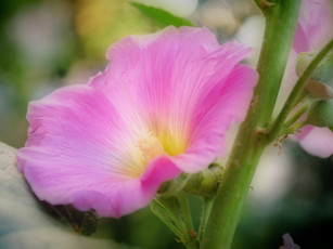 Картинка цветы мальвы