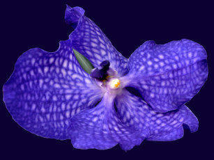 Картинка цветы орхидеи