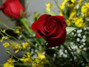 Картинка цветы розы