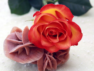 Картинка цветы розы