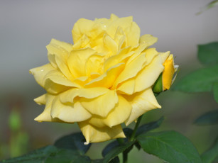 Картинка цветы розы