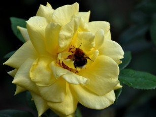 Картинка цветы розы