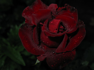 Картинка цветы розы