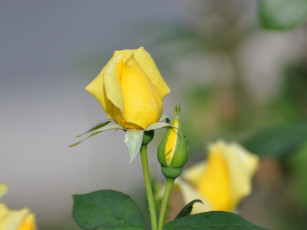 Картинка цветы розы