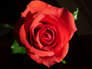 Картинка цветы розы