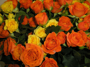 Картинка цветы розы