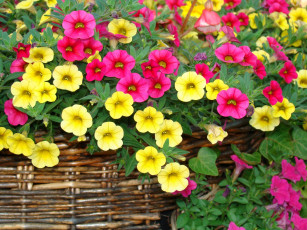 Картинка калибрахоа цветы петунии