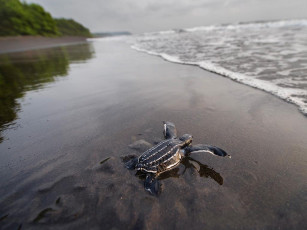 Картинка животные Черепахи