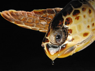 Картинка животные Черепахи