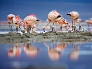 Картинка животные фламинго