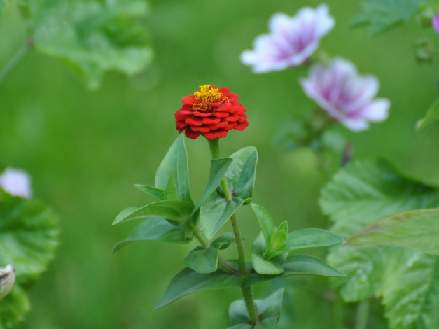 Обои картинки фото цветы, цинния