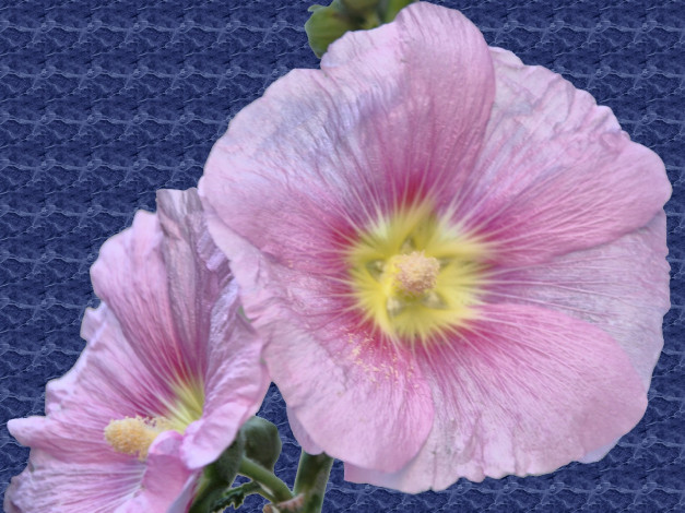 Обои картинки фото цветы, мальвы