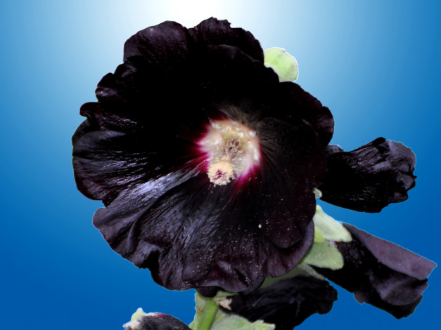 Обои картинки фото цветы, мальвы