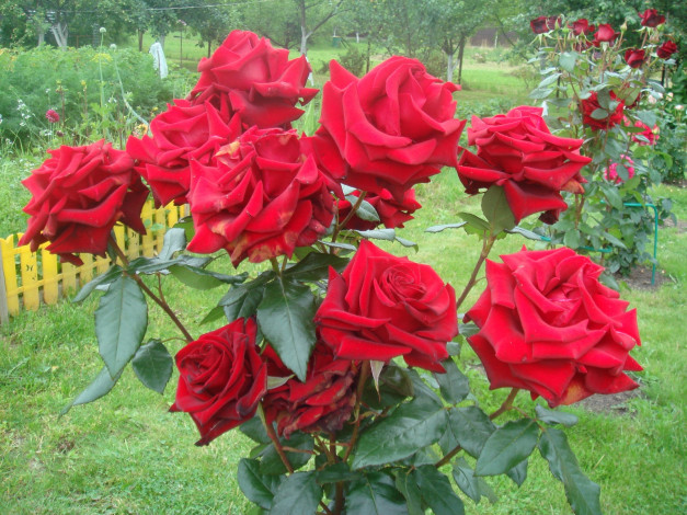 Обои картинки фото цветы, розы