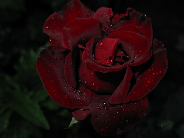 Обои картинки фото цветы, розы