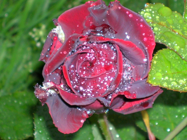 Обои картинки фото цветы, розы