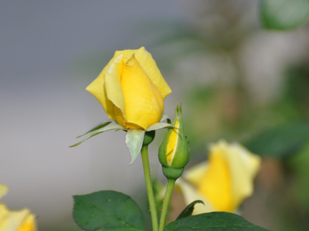 Обои картинки фото цветы, розы