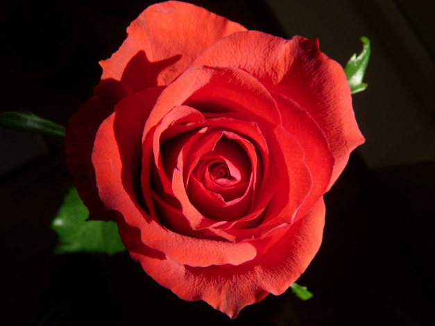 Обои картинки фото цветы, розы