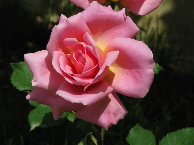 Обои картинки фото цветы, розы