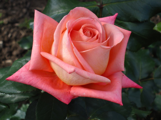 Обои картинки фото цветы, розы