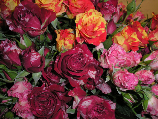 Обои картинки фото цветы, розы