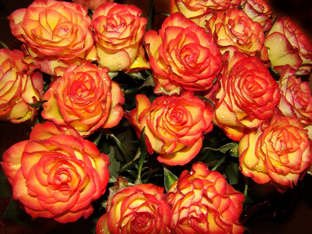 Обои картинки фото цветы, розы