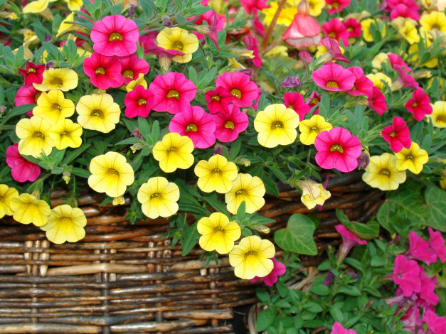 Обои картинки фото калибрахоа, цветы, петунии