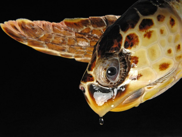 Обои картинки фото животные, Черепахи