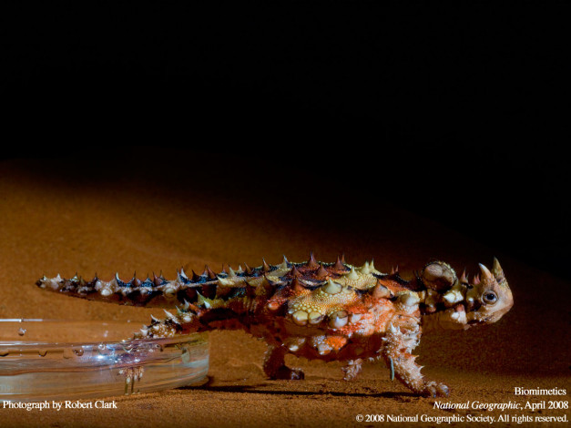 Обои картинки фото животные, Ящерицы, игуаны, вараны