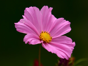 Картинка цветы космея