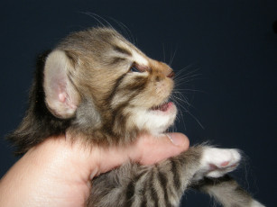 Картинка животные коты котенок