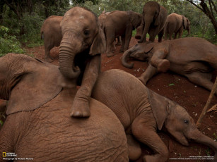 Картинка животные слоны