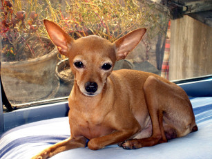 Картинка животные собаки