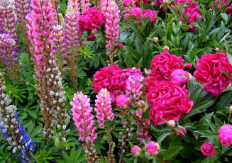 Картинка цветы разные вместе люпин пионы много