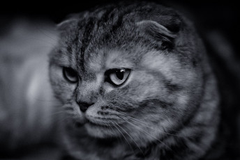 Картинка животные коты морда